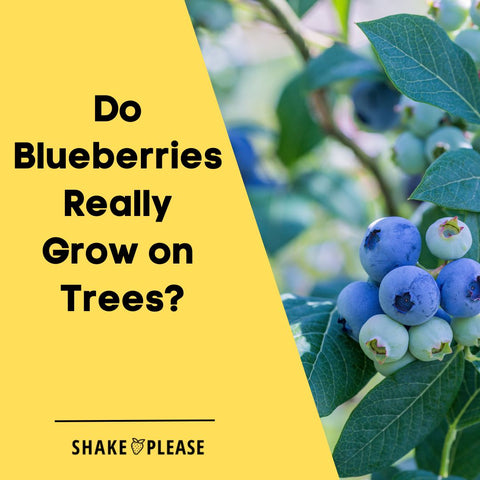 Do Blueberries Really Grow on Trees