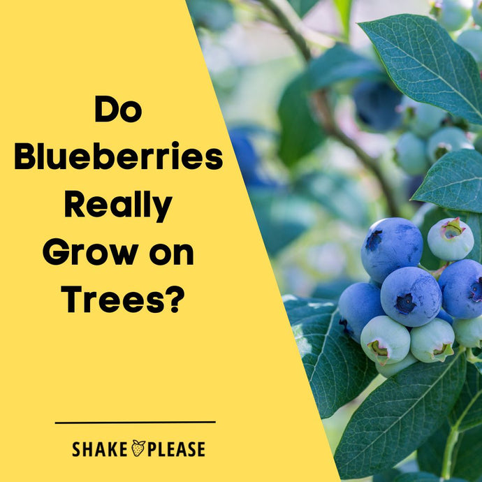 Do Blueberries Really Grow on Trees?